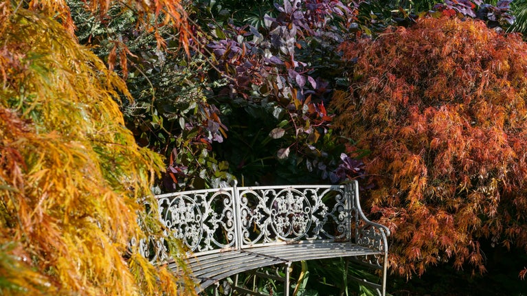 A white metal bench is surrounded by bushes showing autumn colour in oranges, reds and purples